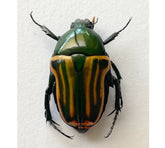 Coptomia mauritania (Madagascar) A2